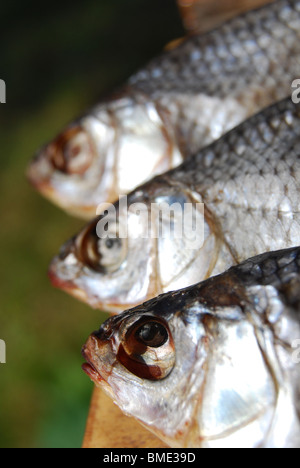 Closeup, getrocknete Fische in der Zeile Stockfoto