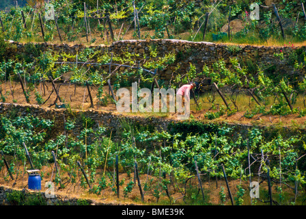 016 002 eine Arbeitskraft neigt, seine Weinreben an den terrassierten Steilhängen der Region Cinque Terre Italien dazu Stockfoto