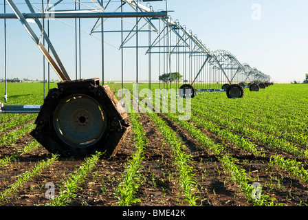 ein Zentrum-Pivot-Bewässerungs-System in einem Kornfeld Stockfoto