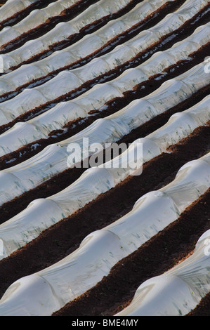 Kommerzielle Polyäthylen Tunnel Cloches, Herefordshire, England UK Stockfoto