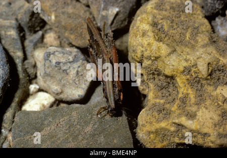 Caddisfly (Anabolia Nervosa: Limnephilidae), Larve im Etui in einem Strom, UK. Stockfoto