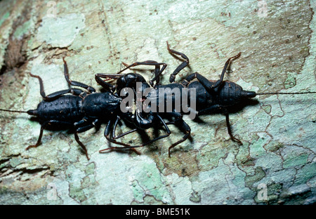 Lierten Peitsche-Skorpion (Uropygi), paar, die den Hof in der Nacht im Regenwald Sulawesi Stockfoto