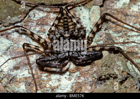 Whip Spider oder Peitsche Scorpion (Damon Variegatus: Amblypygi) auf einem Baum in der Nacht im Regenwald, Kenia Stockfoto