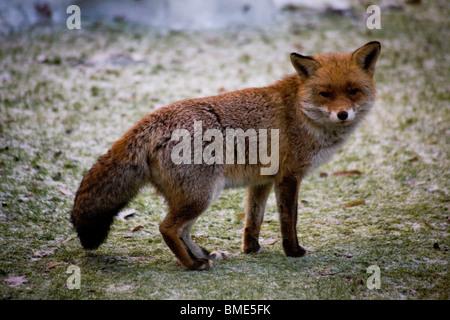 PAARUNG FÜCHSE KENT GARTEN VEREINIGTES KÖNIGREICH WILDLIFE WILDTIERE FOX SAISON TIERE VIXEN SEXUELL AKTIVEN STÄDTISCHEN LAND Stockfoto