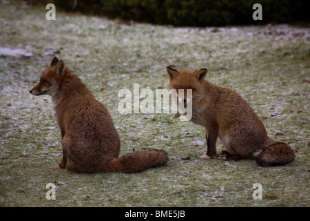 PAARUNG FÜCHSE KENT GARTEN VEREINIGTES KÖNIGREICH WILDLIFE WILDTIERE FOX SAISON TIERE VIXEN SEXUELL AKTIVEN STÄDTISCHEN LAND Stockfoto