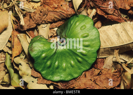 Palo Verde Nationalpark, Costa Rica, Guanacaste-Baum Samen. Stockfoto