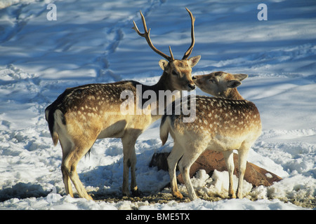 Damhirsch (Dama Dama), zwei im Winter, Europa gefangen Stockfoto