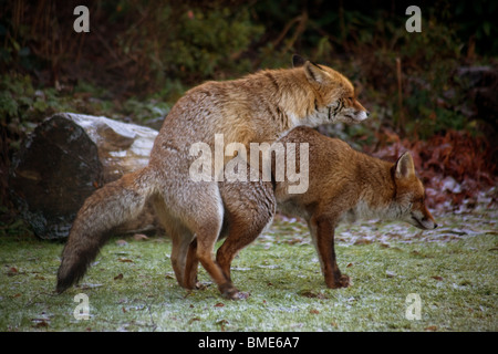 PAARUNG FÜCHSE KENT GARTEN VEREINIGTES KÖNIGREICH WILDLIFE WILDTIERE FOX SAISON TIERE VIXEN SEXUELL AKTIVEN STÄDTISCHEN LAND Stockfoto