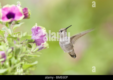 Frau Anna Kolibri in Petunia X hybrida 'Pretty Much Picasso' Stockfoto