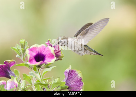 Frau Anna Kolibri in Petunia X hybrida 'Pretty Much Picasso' Stockfoto