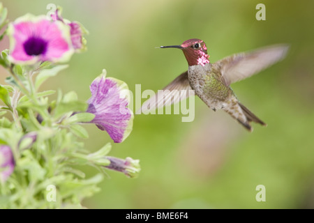 Annas Kolibri in Petunia X hybrida 'Pretty Much Picasso' Stockfoto