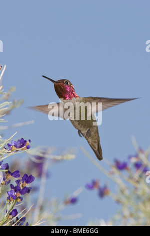 Annas Kolibri und Indigo Bush Stockfoto