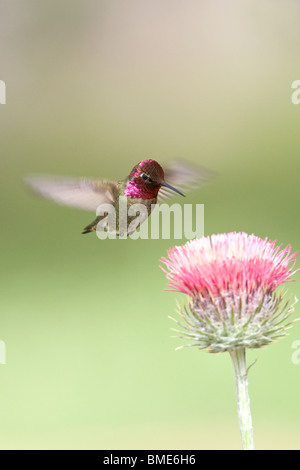 Annas Kolibri und California Distel - vertikal Stockfoto