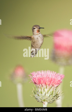 Frau Anna Kolibri und California Distel - vertikal Stockfoto