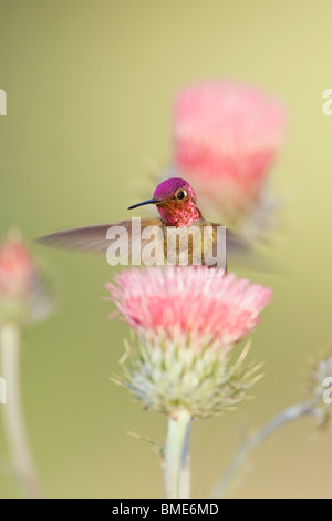 Annas Kolibri und California Distel - vertikal Stockfoto