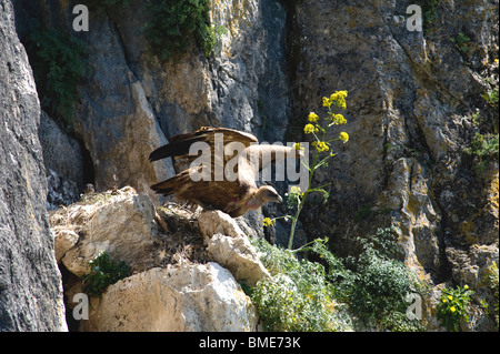 Gänsegeier ausziehen aus nest Stockfoto