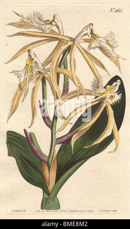 Fransen Epidendrum Orchideen mit blass gelben und weißen Blüten. Gebürtig aus Amerika und Westindien.  Epidendrum ciliare Stockfoto