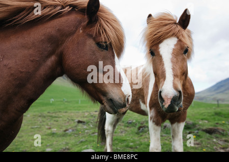 Ansicht des Pferdes, Nahaufnahme Stockfoto