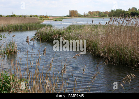 Schilfbeetes bei Marton Mere lokaler Natur Reserve, Blackpool, Lancashire, UK Stockfoto