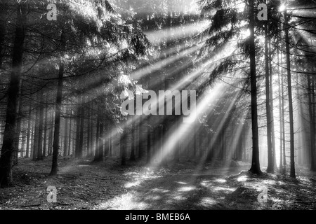 Nadelwald im frühen Morgennebel - ein Film von Nebel - Gott-Balken Stockfoto