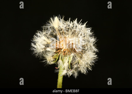 Löwenzahn auf schwarzem Hintergrund Stockfoto