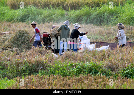 Dorfbewohner Ernte Reis in Bali, Indonesien. Stockfoto