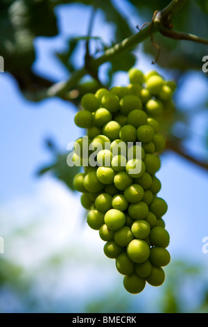 Trauben in der Sonne, Italien. Stockfoto