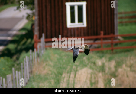 Hawk fliegt über Feld mit Haus im Hintergrund Stockfoto