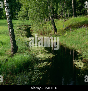 Wasserlauf fließt durch Laub Stockfoto