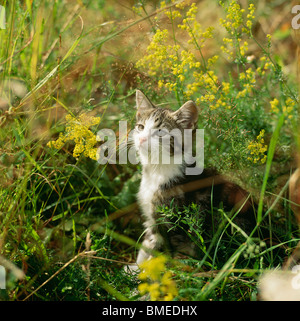 Kätzchen im Garten, Nahaufnahme Stockfoto