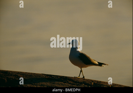 Gemeinsamen Möwe in der Abenddämmerung Stockfoto