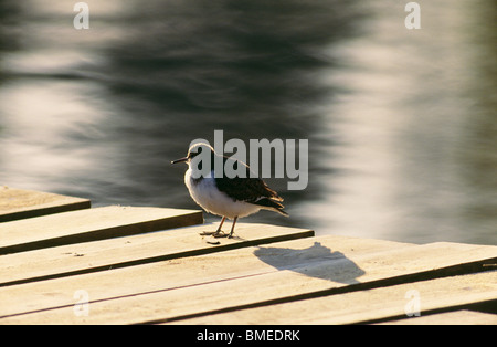 Gemeinsamen Sandpiper Vogel stehend auf Steg See Stockfoto