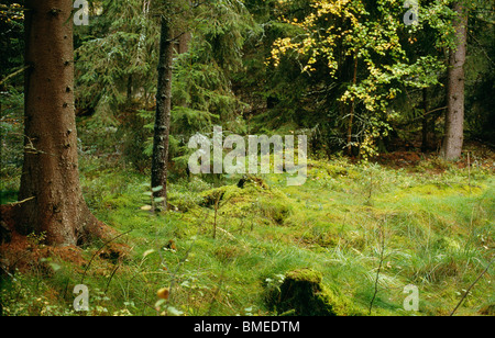 Bäume und Rasen wächst im Wald Stockfoto