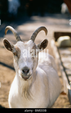 Nahaufnahme der Ziege Stockfoto