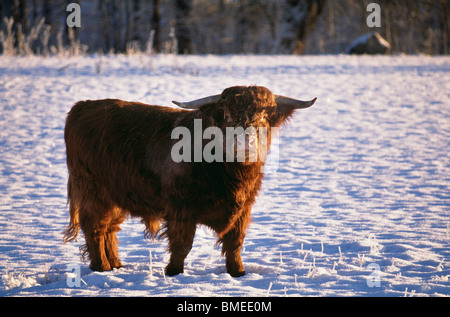 Yak steht auf Schnee bedeckt Landschaft Stockfoto