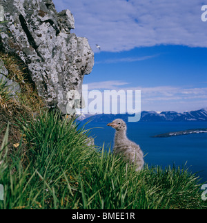 Blick auf Glaucous-Winged Möwe mit Bergen im Hintergrund Stockfoto