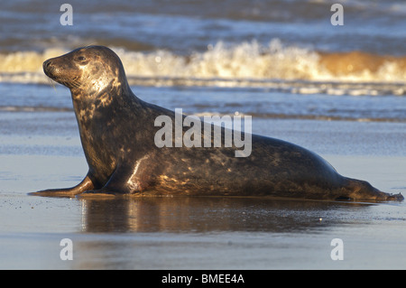 Atlantic Grey Seal Halichoerus Grypus am Meer Ufer Zucht Kolonie Donna Nook Lincolnshire uk Stockfoto
