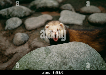 Europäischen Iltis stehend hinter Felsen Stockfoto