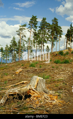Blick auf Baumstumpf im Wald Stockfoto