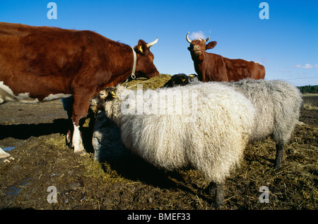 Blick auf Kühe und Schafe im Feld Stockfoto