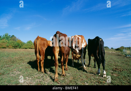 Blick auf inländischen Vieh im Feld Stockfoto