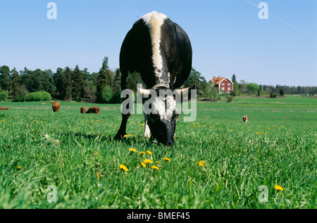 Kuh Weiden im Feld Stockfoto