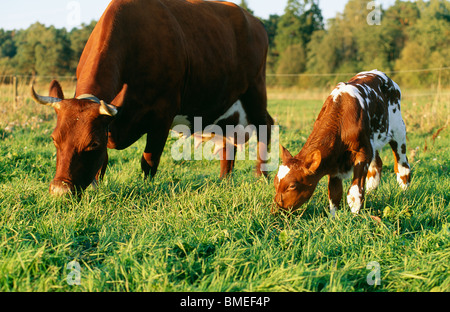 Kuh und Kalb Beweidung in Feld Stockfoto