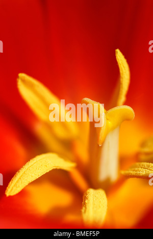 Skandinavien, Schweden, Göteborg, Blick auf gelbe Tulpe, close-up Stockfoto