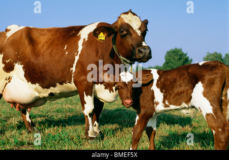 Ansicht von Kuh und Kalb im Feld Stockfoto