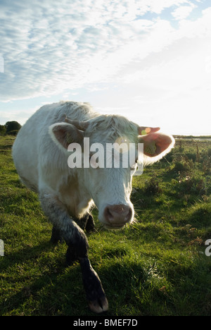 Skandinavien, Schweden, Öland, Kuh stehend im Feld, Nahaufnahme Stockfoto