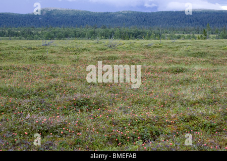 Skandinavien, Schweden, Harjedalen, Bereich der Beerenfrüchte Stockfoto