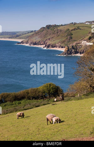 Großbritannien, England, Devon, Südküste, Hrazing Schafe auf der Weide über Blackpool Sands mit Blick auf Slapton Sands Stockfoto