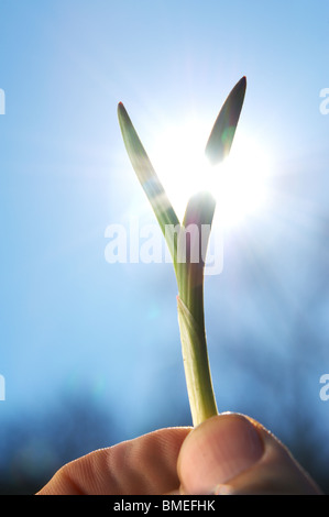 Skandinavien, Schweden, menschliche Hand halten Sämling, close-up Stockfoto