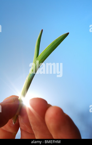 Skandinavien, Schweden, menschliche Hand halten Sämling, close-up Stockfoto